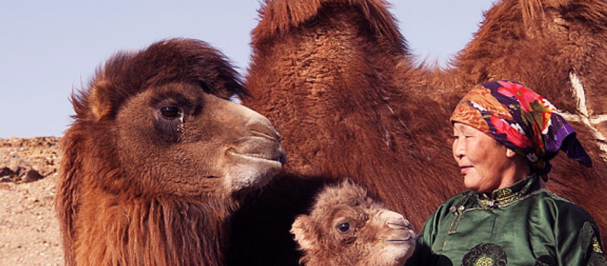 The True Story of the Weeping Camel