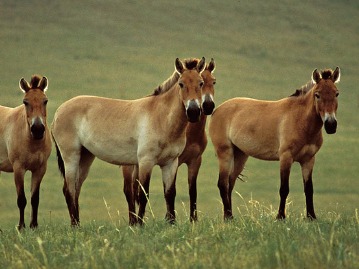 Khustai National Park Day Tour