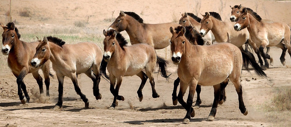 Khustai National Park Day Tour