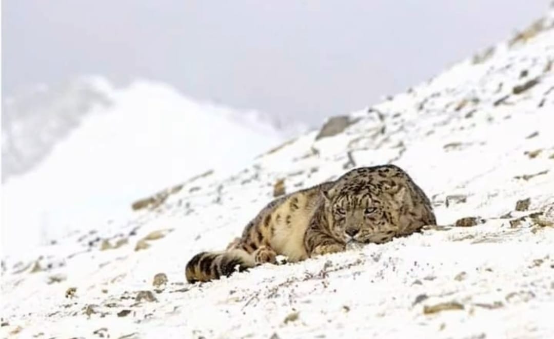 Snow Leopard Photography Expedition